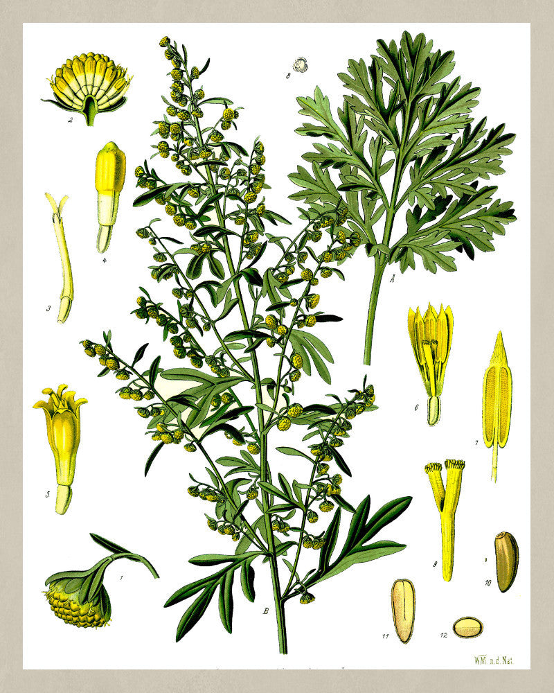 Absinthe Wormwood Print Vintage Book Plate Art Botanical Illustration