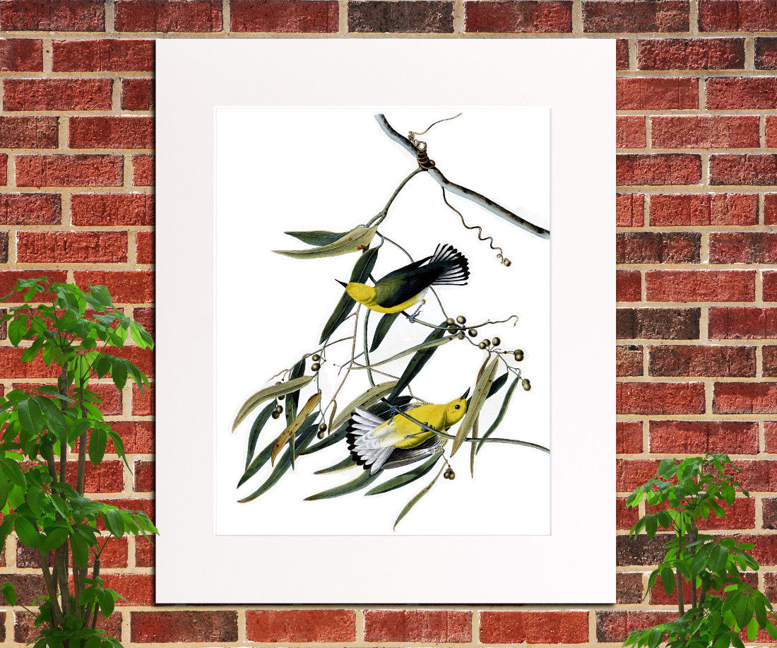 Prothonotary Warbler Illustration Print Vintage Bird Sketch Art 0405