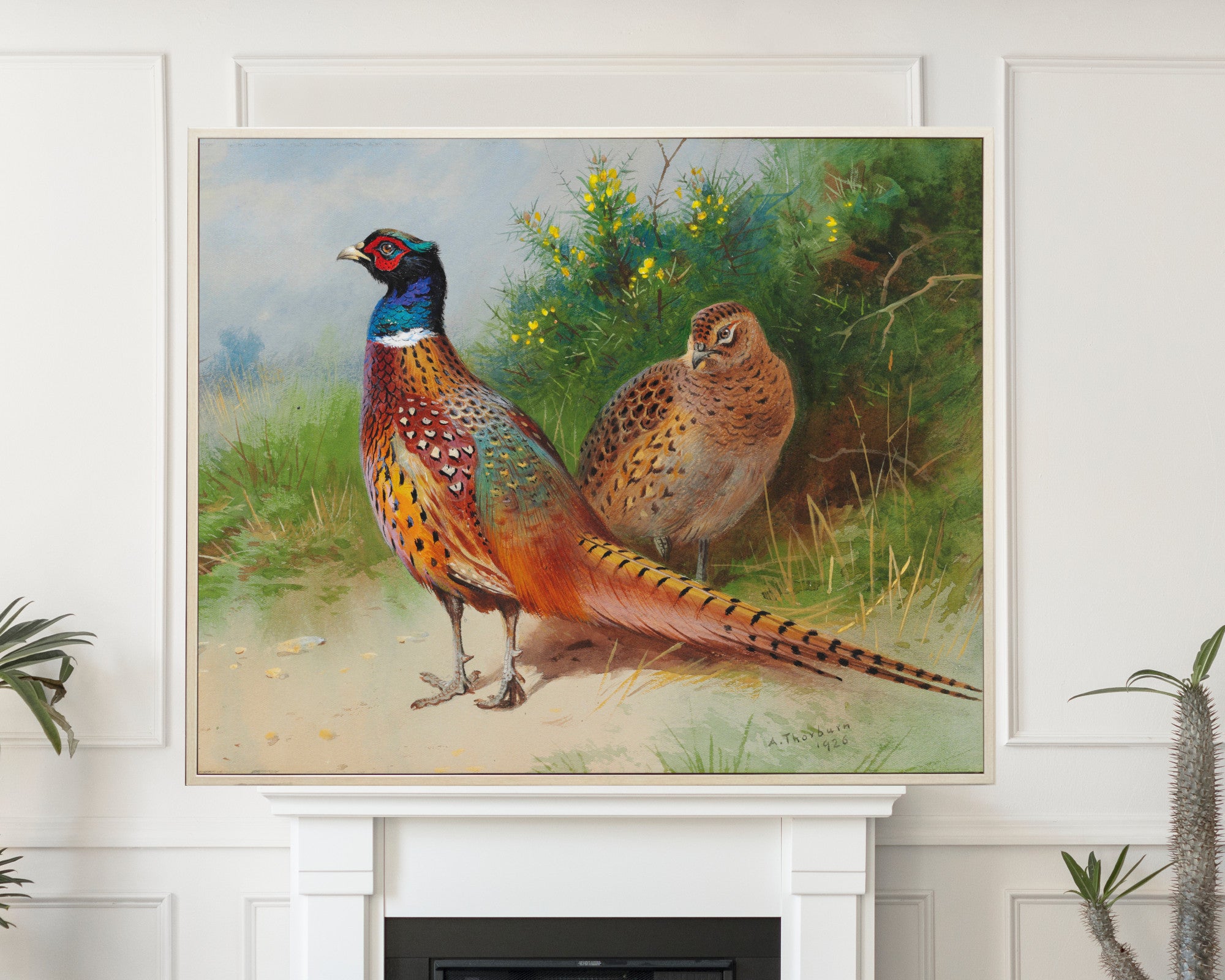A hen and cock pheasant by gorse, Archibald Thorburn, Birds Print