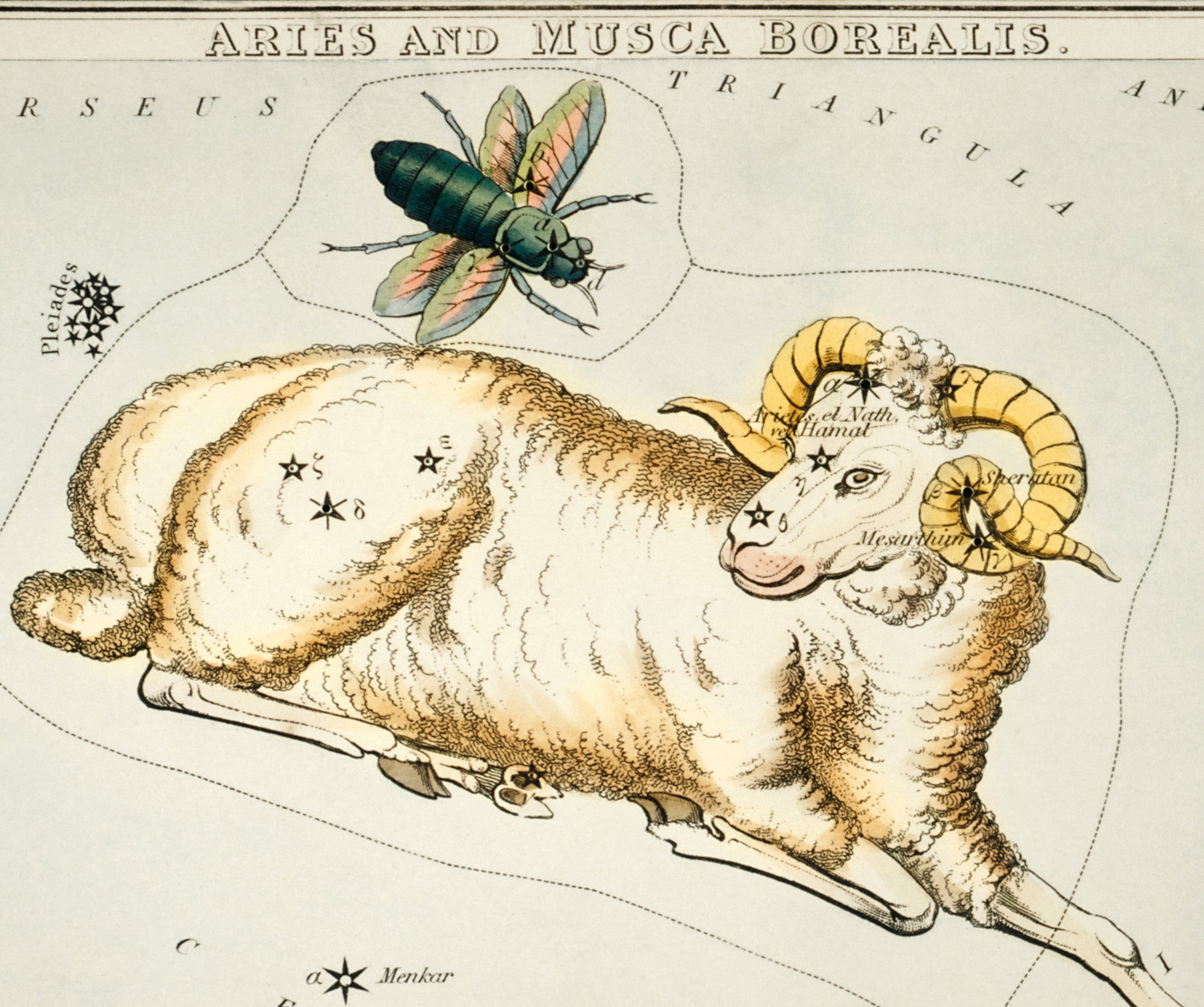 Aries and Musca Borealis, Sidney Hall Costellations Print
