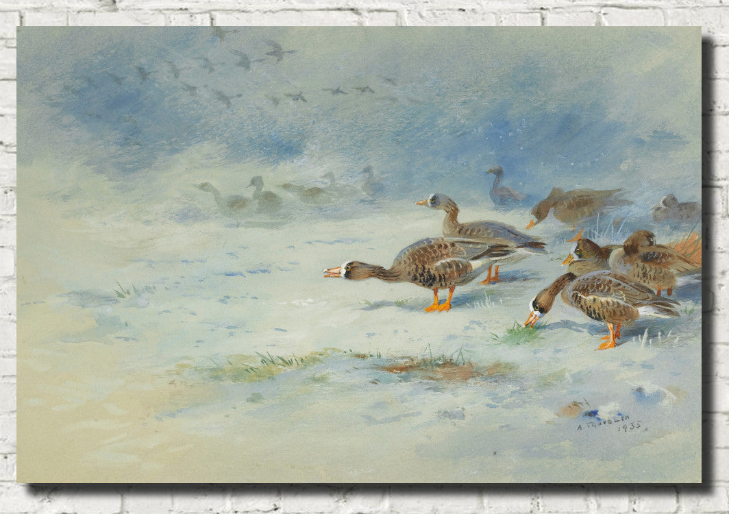 Barnacle Geese, Archibald Thorburn, Birds Print