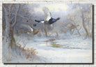 Blackcock And Grouse In Flight – Winter, Archibald Thorburn, Birds Print