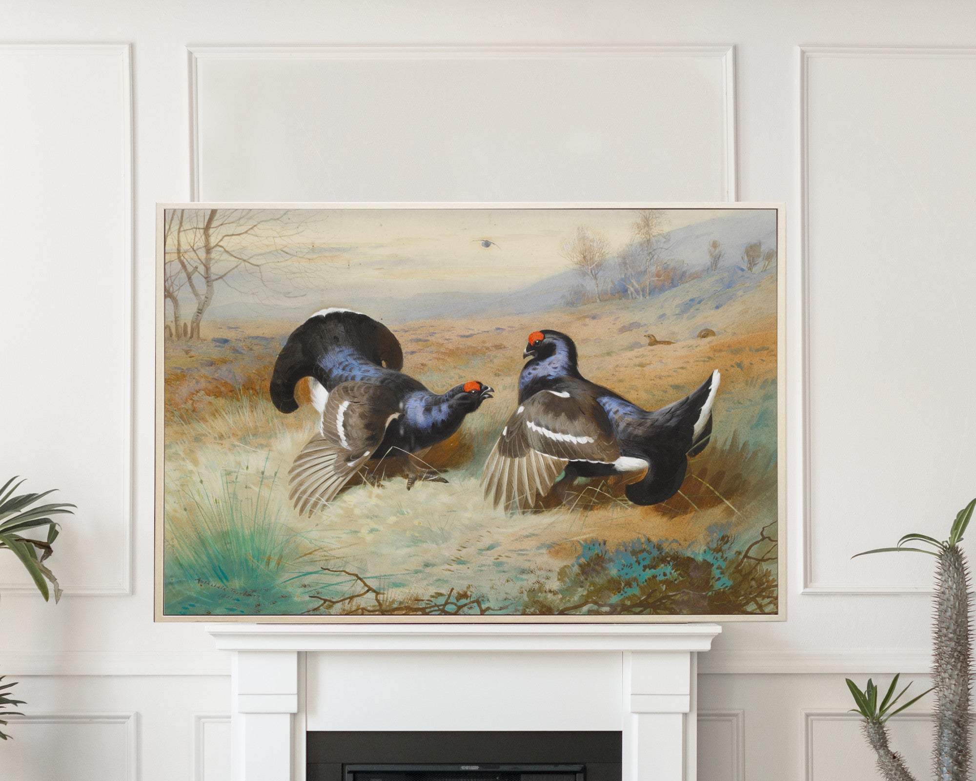 Blackcocks At The Lek, Archibald Thorburn, Birds Print
