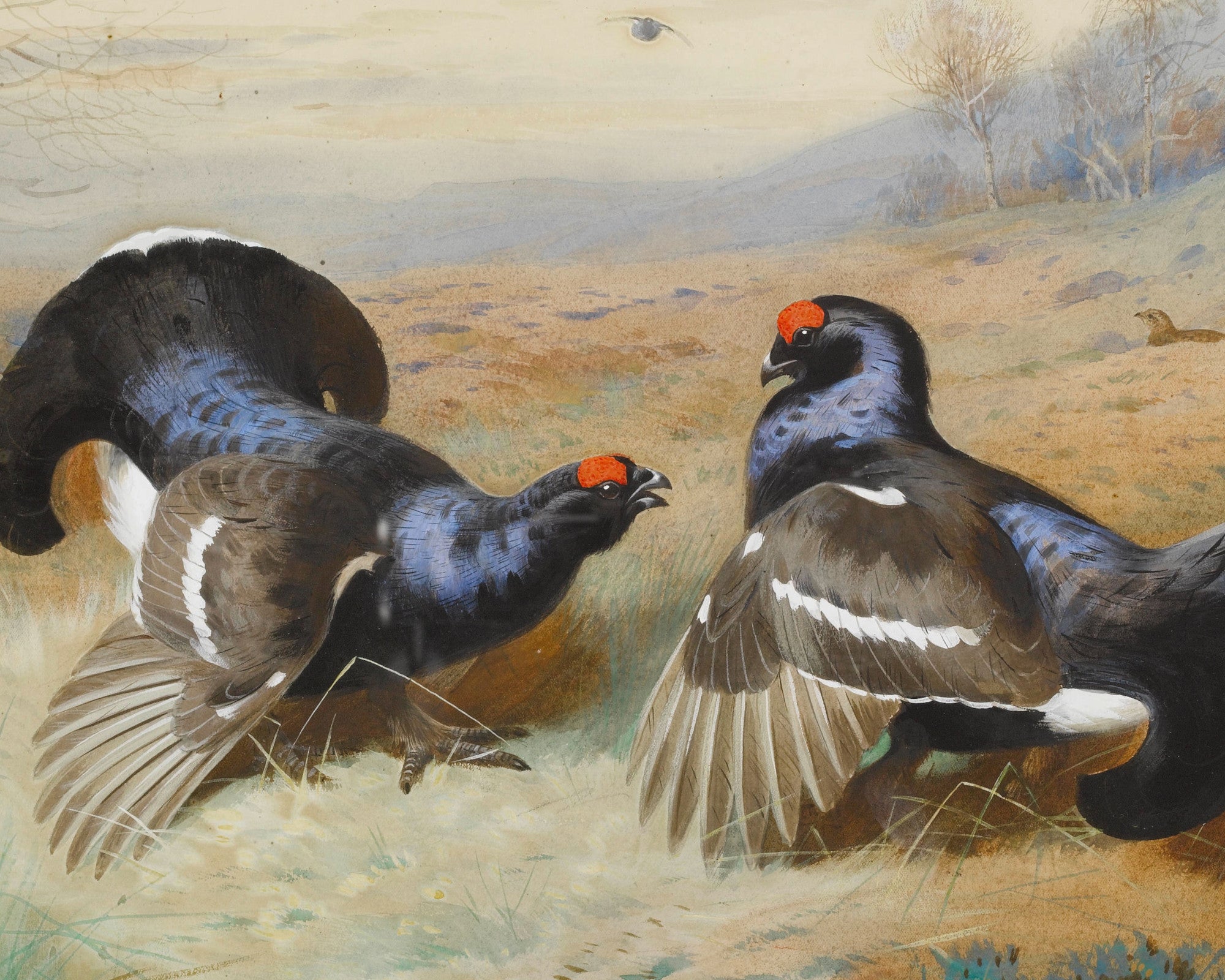 Blackcocks At The Lek, Archibald Thorburn, Birds Print