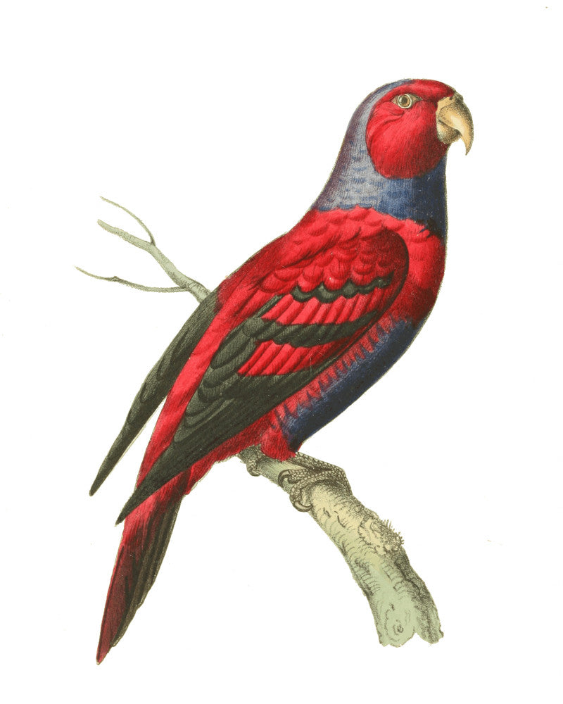 Blue-Necked Lori Illustration Print Vintage Bird Sketch Art 0546