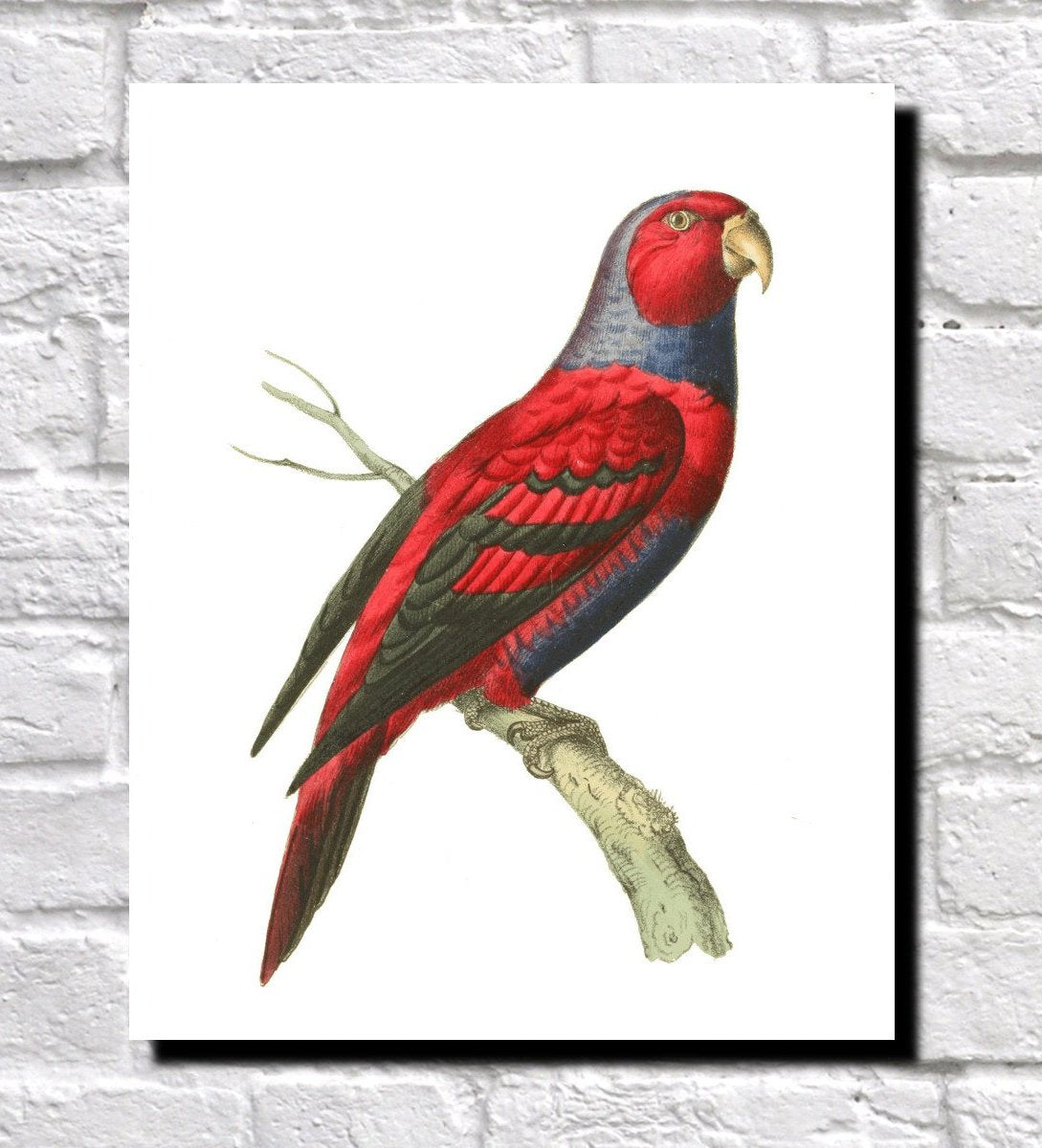 Blue-Necked Lori Illustration Print Vintage Bird Sketch Art 0546