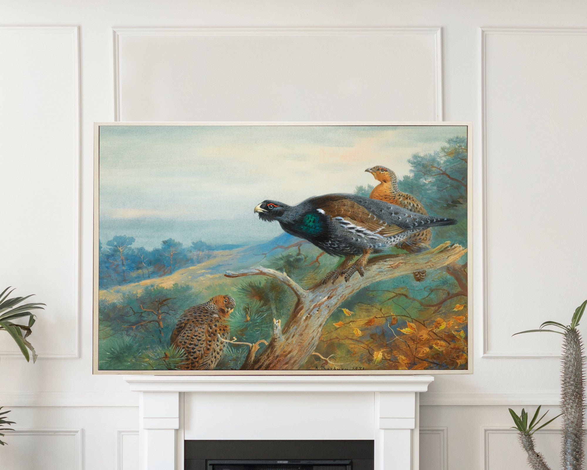 Capercaillie, Archibald Thorburn, Birds Print