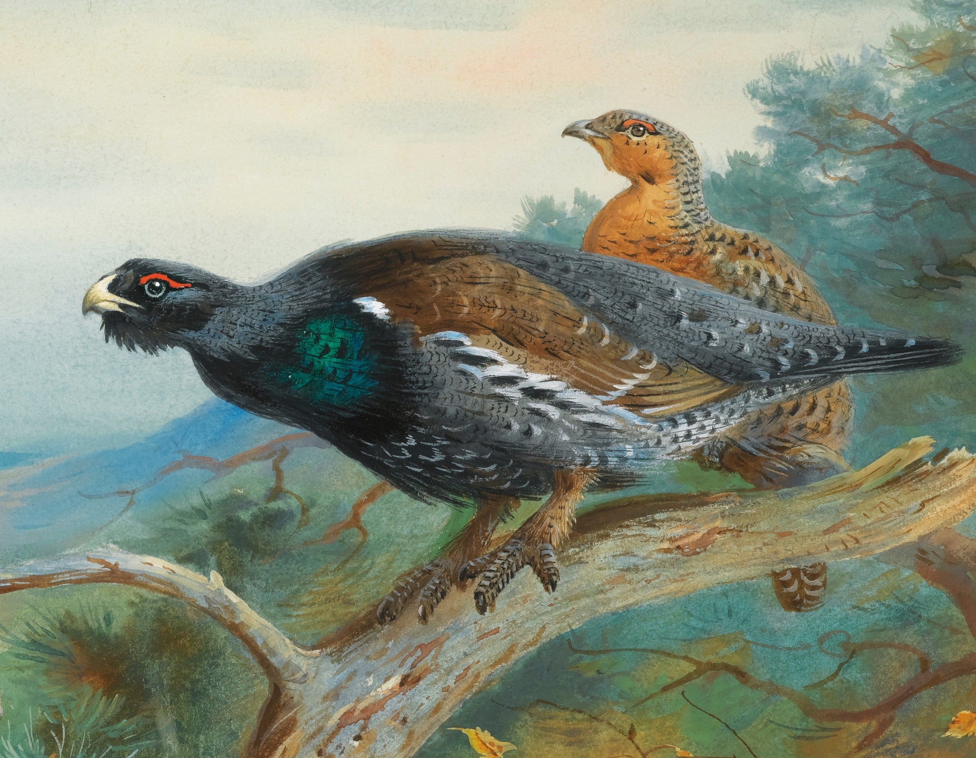 Capercaillie, Archibald Thorburn, Birds Print