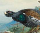 Capercaillie, Archibald Thorburn, Birds Print