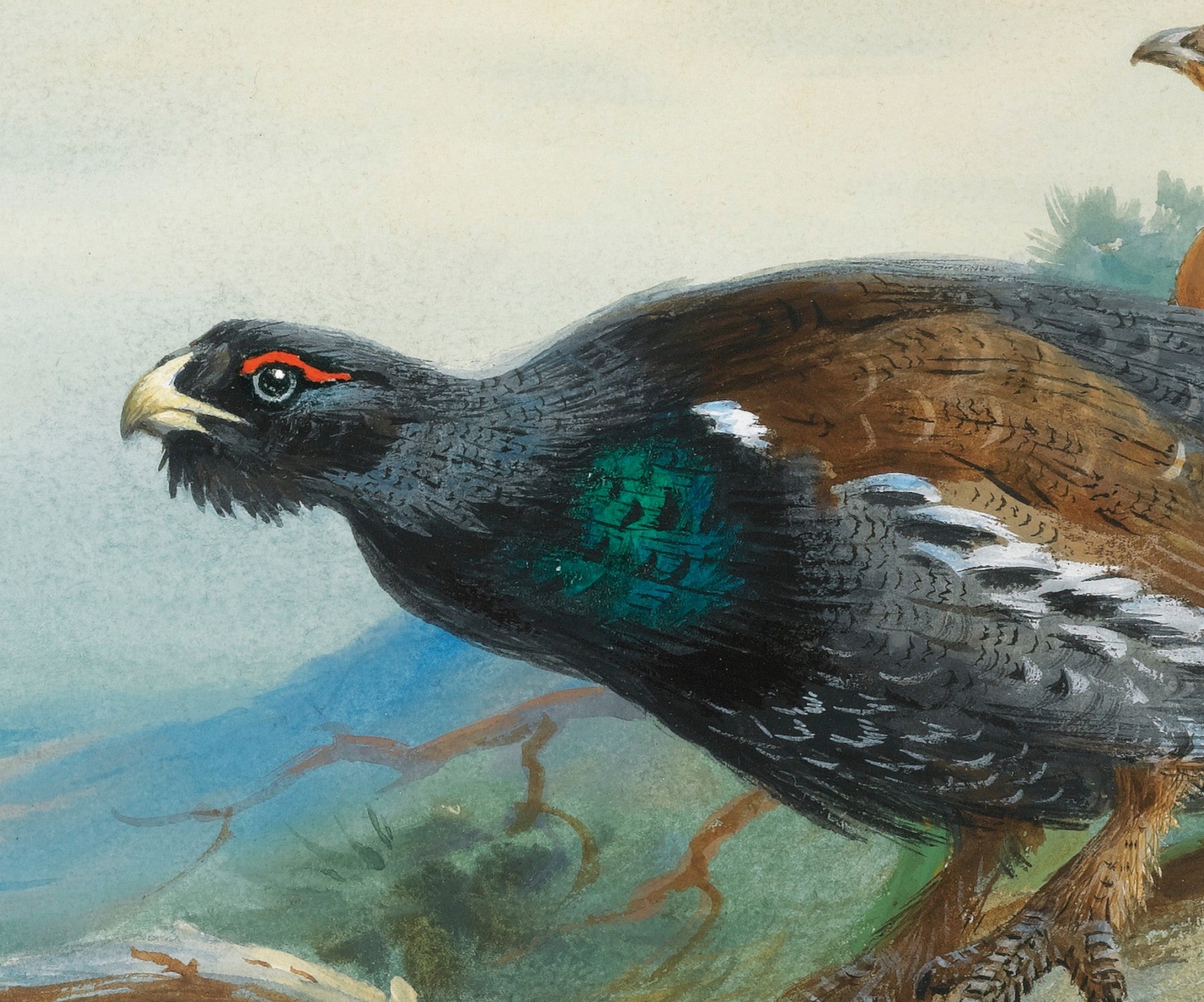 Capercaillie, Archibald Thorburn, Birds Print
