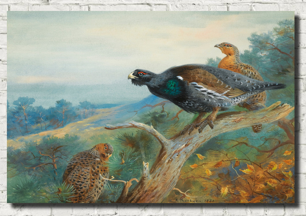 Capercaillie, Archibald Thorburn, Birds Print