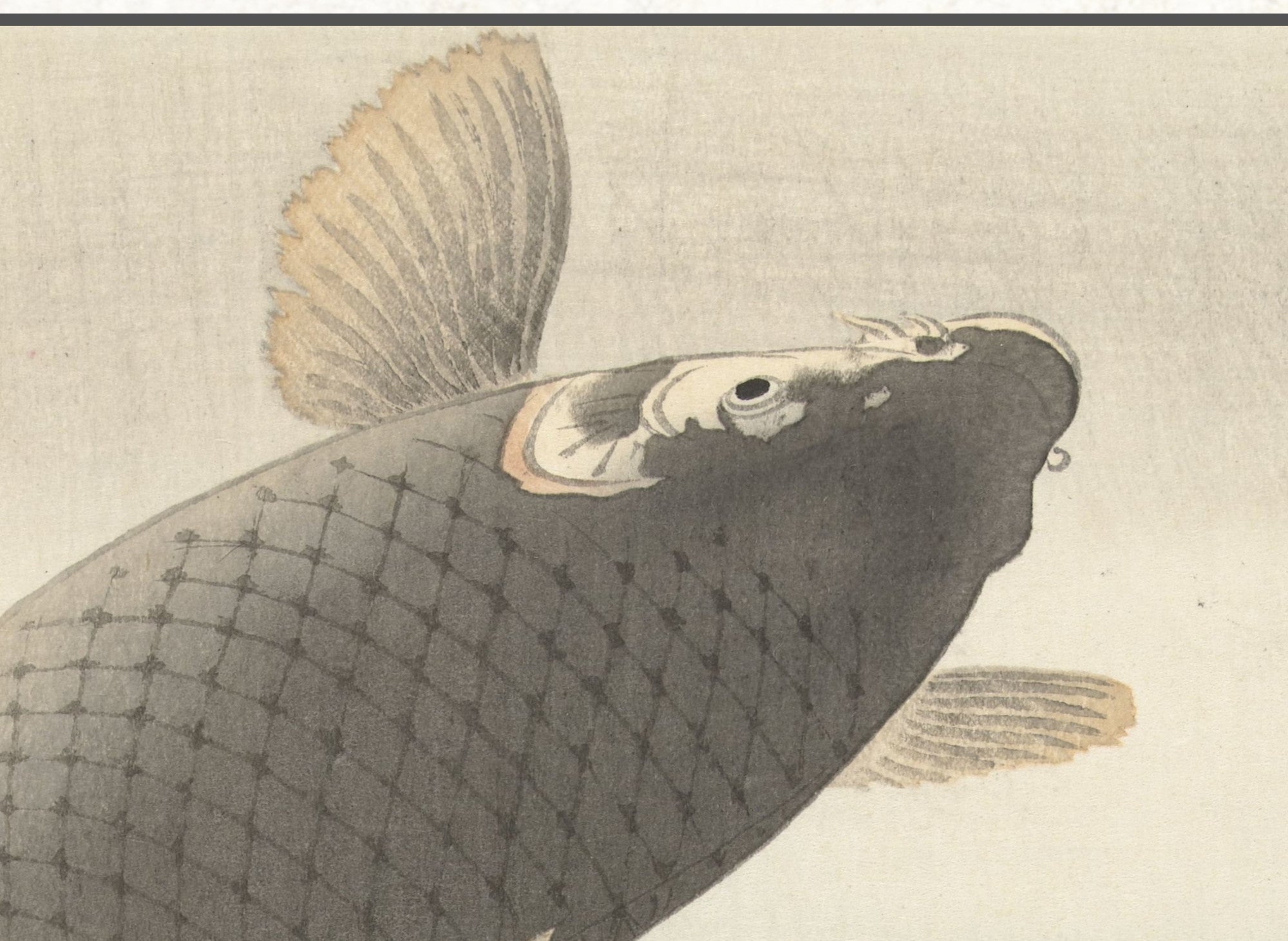 Ohara Koson Japanese Fine Art Print,  Carp