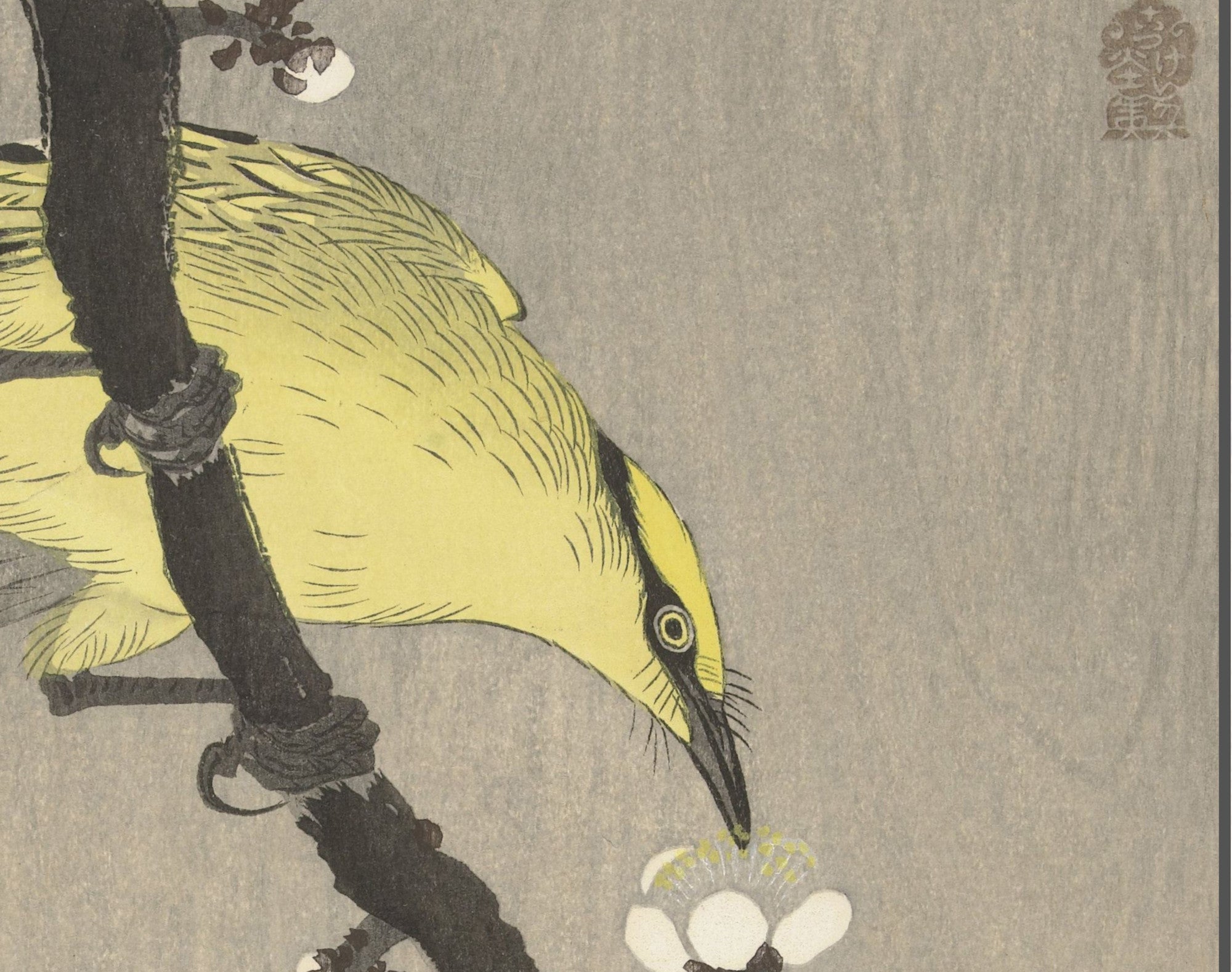 Ohara Koson Japanese Fine Art Print, Chinese golden oriole on plum blossom branch