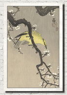 Ohara Koson Japanese Fine Art Print, Chinese golden oriole on plum blossom branch