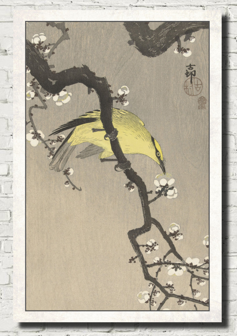 Ohara Koson Japanese Fine Art Print, Chinese golden oriole on plum blossom branch