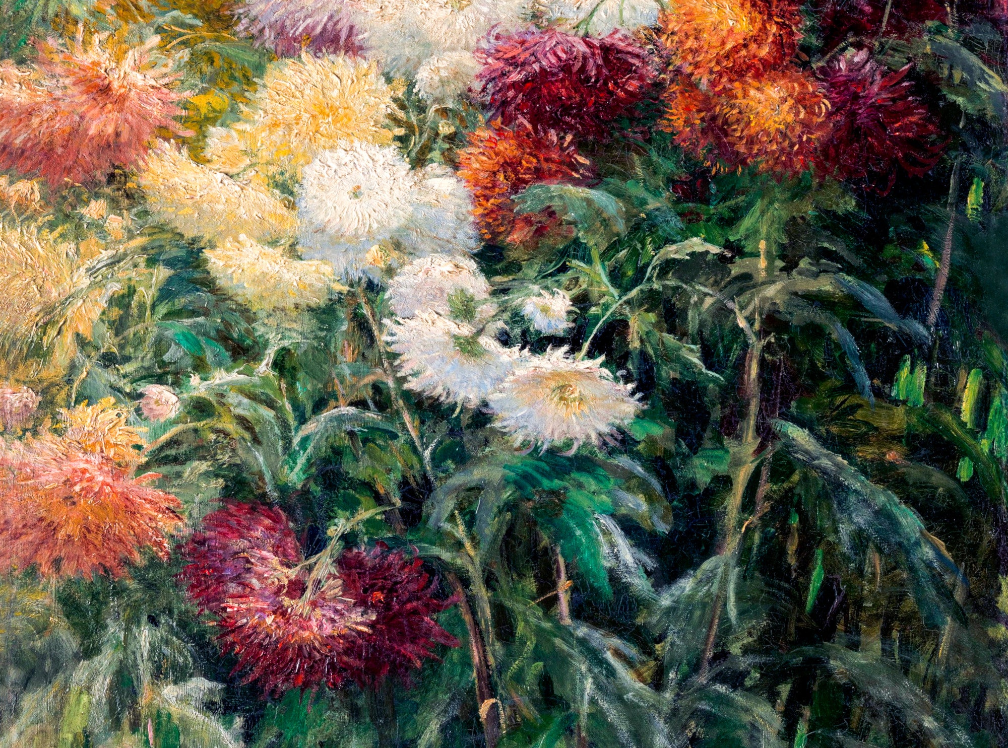 Gustave Caillebotte Fine Art Print : Chrysanthemums in the Garden at Petit–Gennevilliers
