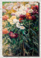 Gustave Caillebotte Fine Art Print : Chrysanthemums in the Garden at Petit–Gennevilliers
