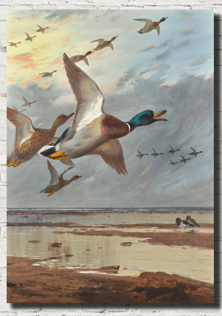 Coming in From the Sea, Archibald Thorburn, Birds Print