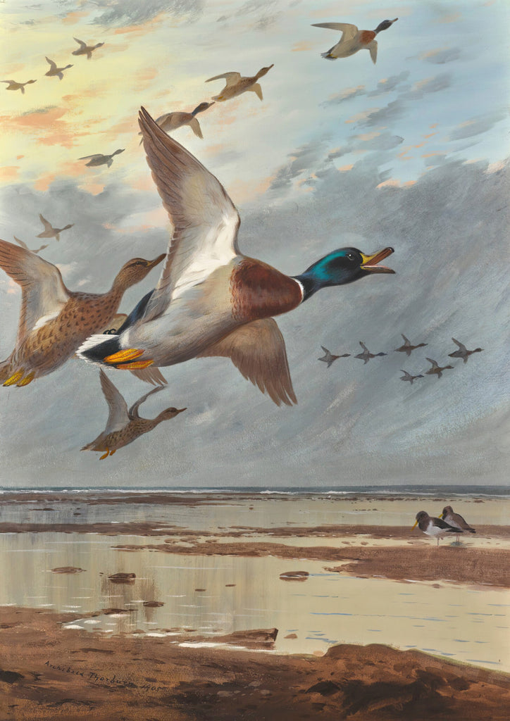 Coming in From the Sea, Archibald Thorburn, Birds Print