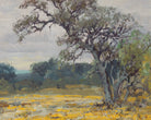 Julian Onderdonk Fine Art Print, Coreopsis, Near San Antonio, Texas