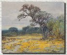 Julian Onderdonk Fine Art Print, Coreopsis, Near San Antonio, Texas