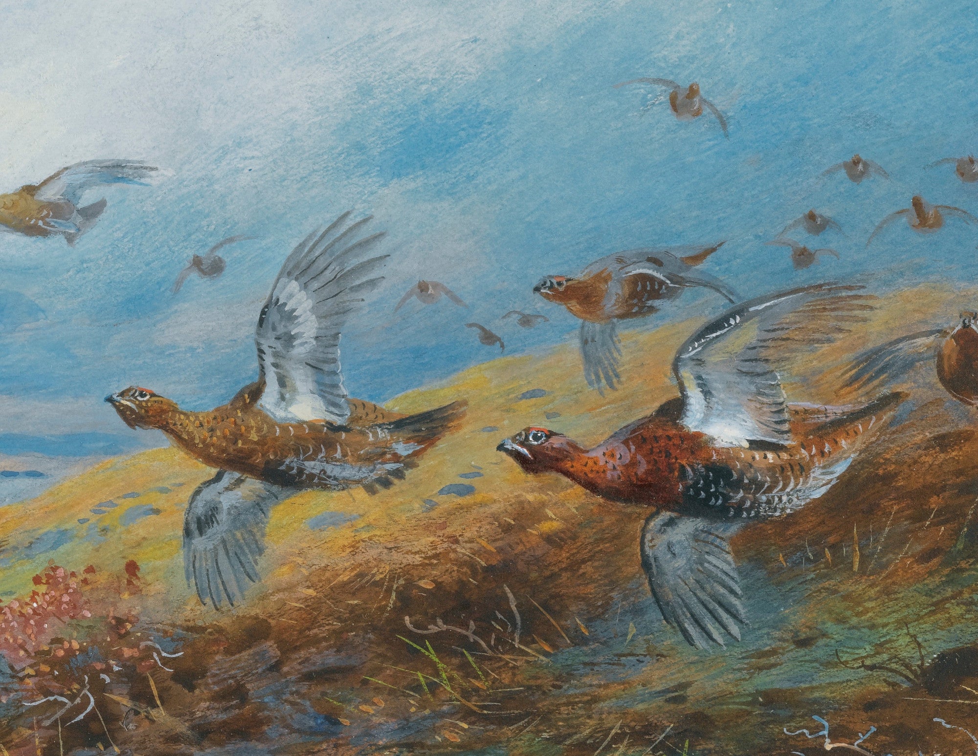 Driven Grouse, Archibald Thorburn, Birds Print