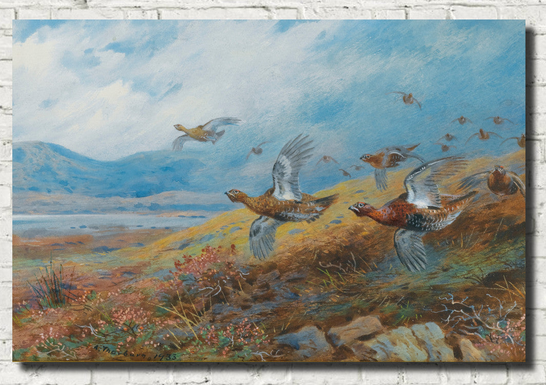 Driven Grouse, Archibald Thorburn, Birds Print