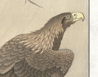 Ohara Koson Japanese Fine Art Print, Eagle on tree branch