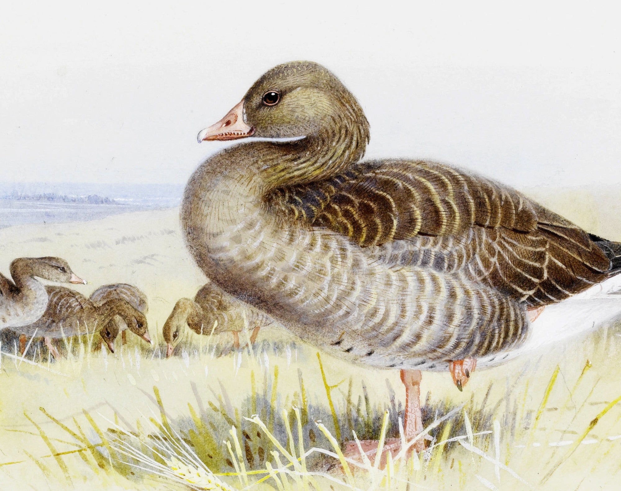 Greylag Goose, Archibald Thorburn, Birds Print