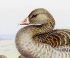Greylag Goose, Archibald Thorburn, Birds Print