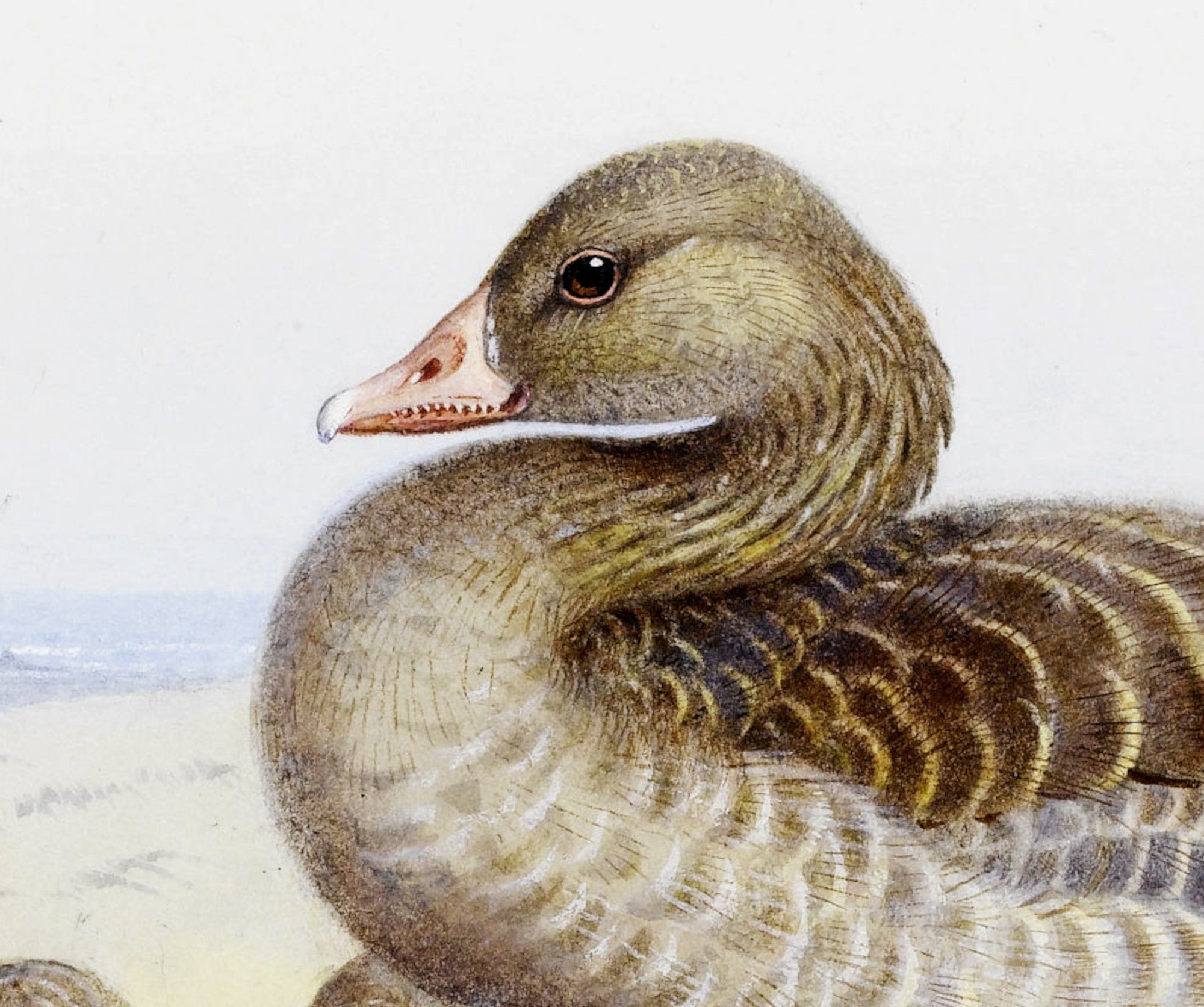 Greylag Goose, Archibald Thorburn, Birds Print