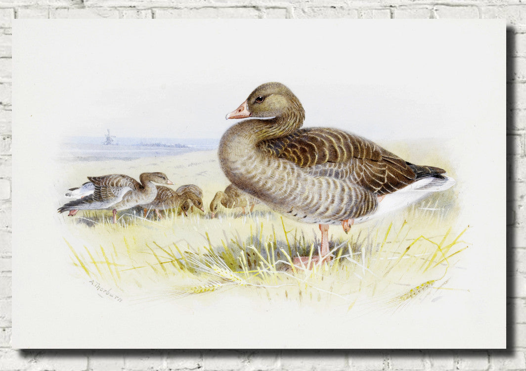 Greylag Goose, Archibald Thorburn, Birds Print