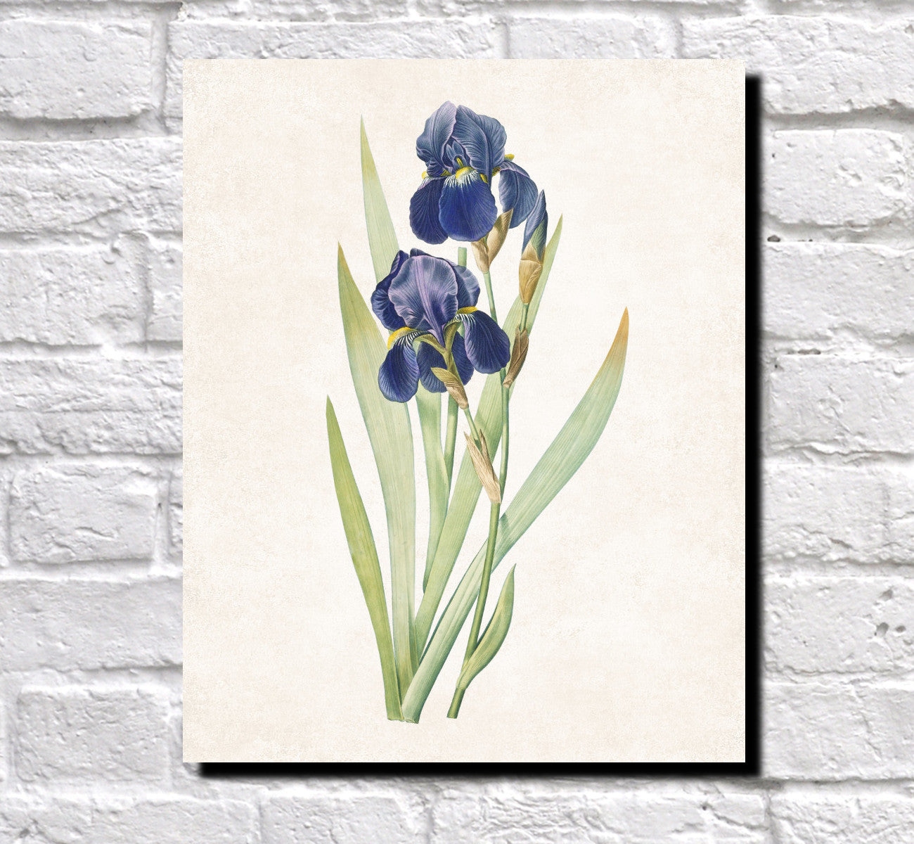 Iris Germanica Print Vintage Book Plate Art Botanical Illustration