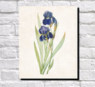 Iris Germanica Print Vintage Book Plate Art Botanical Illustration