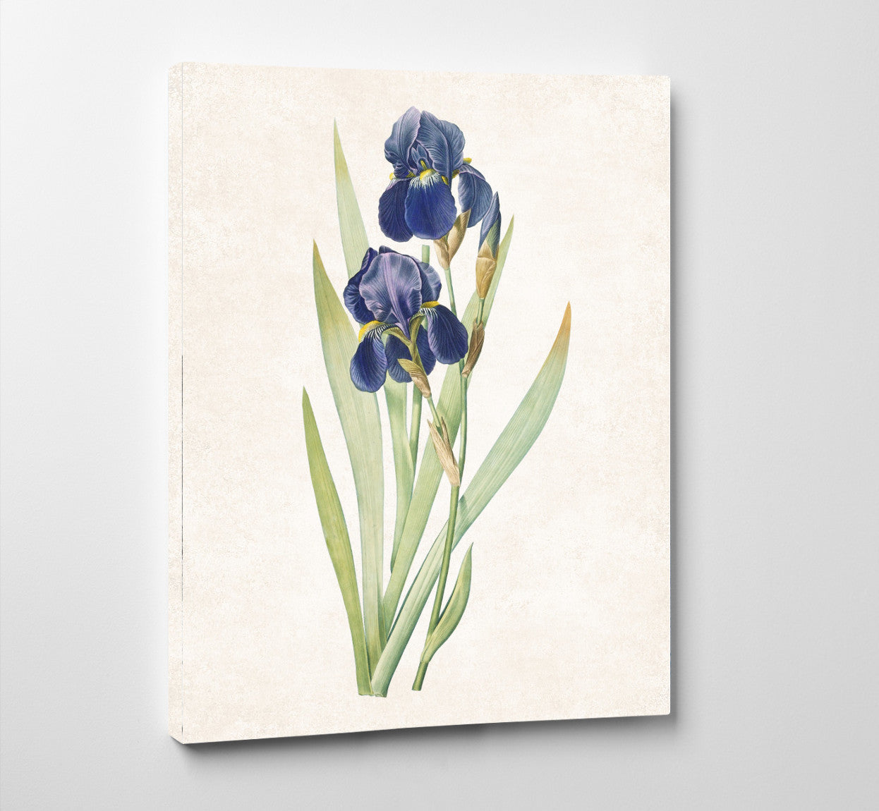 Iris Germanica Print Vintage Book Plate Art Botanical Illustration