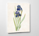 Iris Germanica Print Vintage Book Plate Art Botanical Illustration