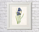 Iris Germanica Print Vintage Book Plate Art Botanical Illustration