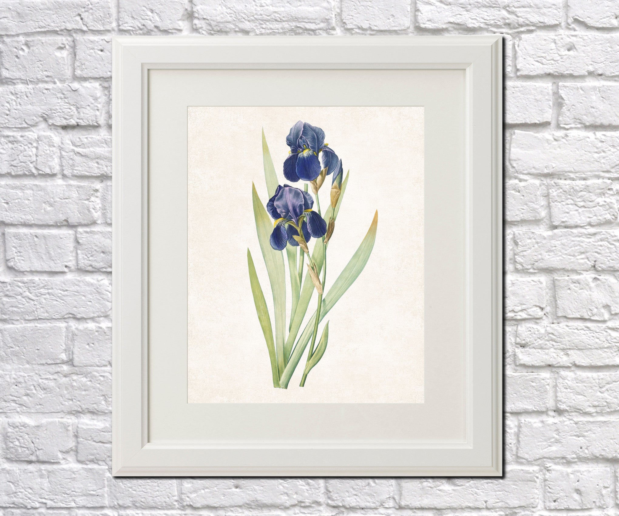 Iris Germanica Print Vintage Book Plate Art Botanical Illustration