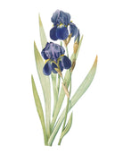 Iris Germanica Print Vintage Book Plate Art Botanical Illustration