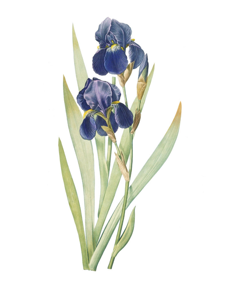 Iris Germanica Print Vintage Book Plate Art Botanical Illustration