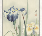 Ohara Koson Japanese Fine Art Print, Irises