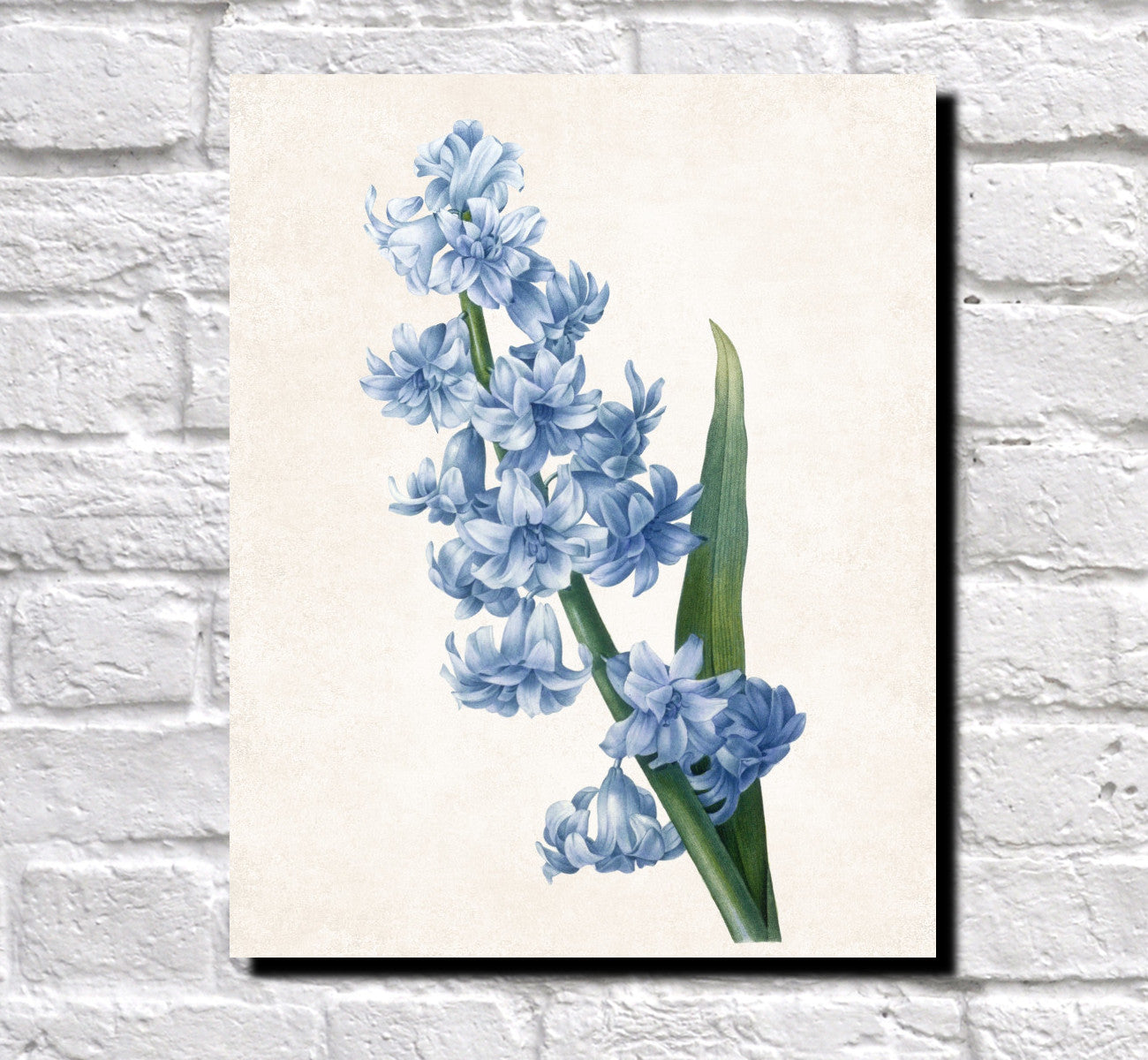 Hyacinthus Orientalis Print Vintage Book Plate Art Botanical Illustration