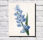 Hyacinthus Orientalis Print Vintage Book Plate Art Botanical Illustration