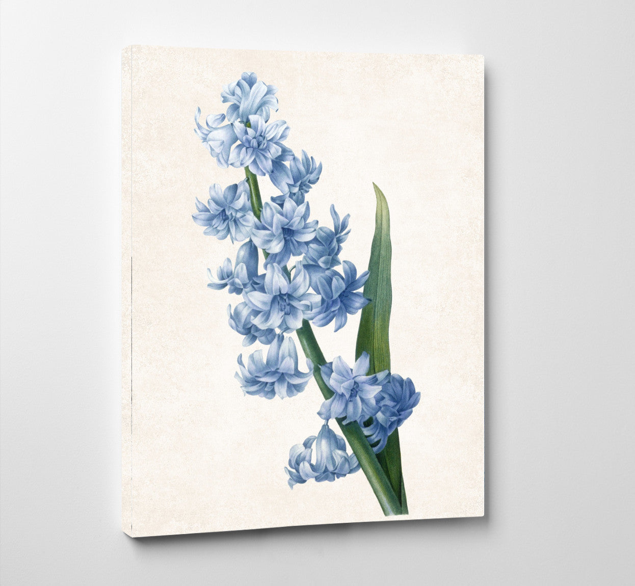 Hyacinthus Orientalis Print Vintage Book Plate Art Botanical Illustration