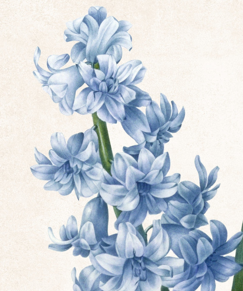Hyacinthus Orientalis Print Vintage Book Plate Art Botanical Illustration
