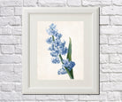 Hyacinthus Orientalis Print Vintage Book Plate Art Botanical Illustration