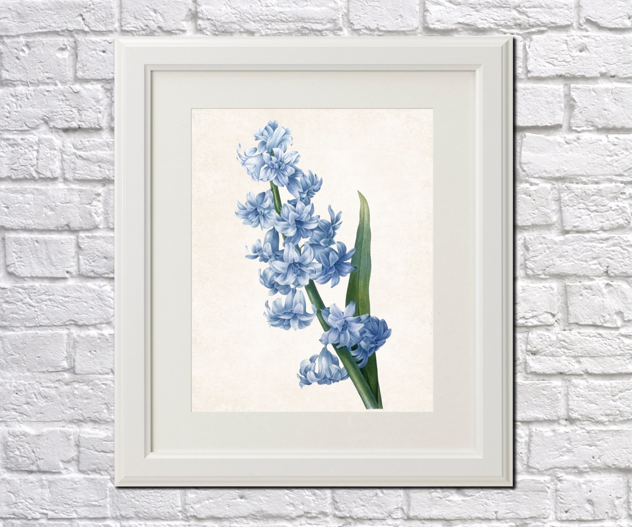 Hyacinthus Orientalis Print Vintage Book Plate Art Botanical Illustration