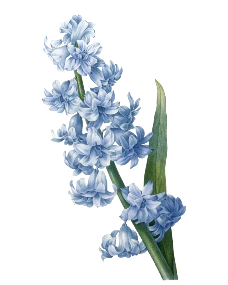 Hyacinthus Orientalis Print Vintage Book Plate Art Botanical Illustration