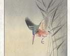Ohara Koson Japanese Fine Art Print, Kingfisher hunting for fish