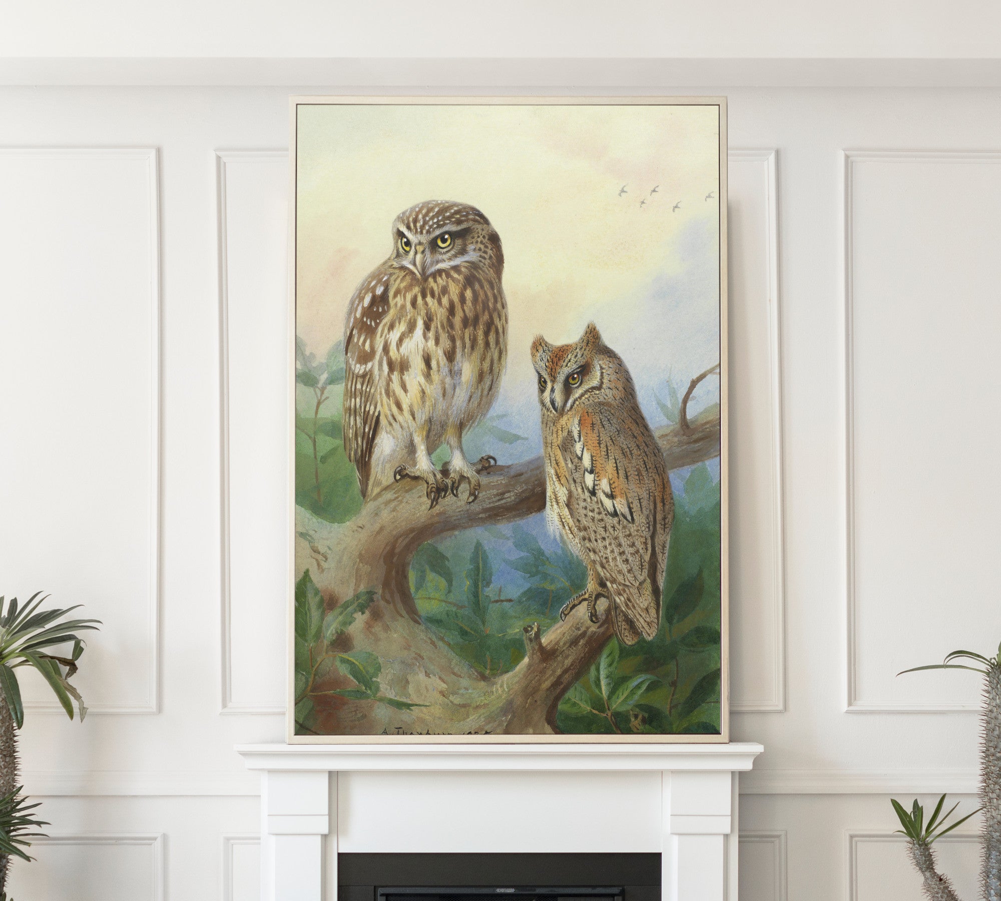 Little Owl And Scops Owl, Archibald Thorburn, Birds Print